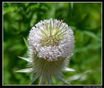 Cut-Leaved Teasel